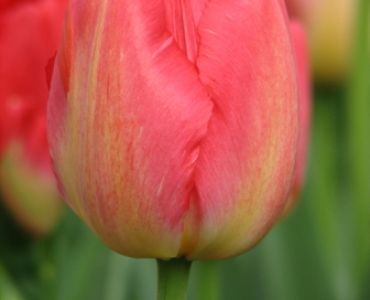 Лале Judith Leyster